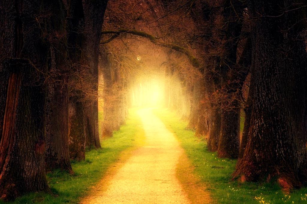 Forest exploration trail