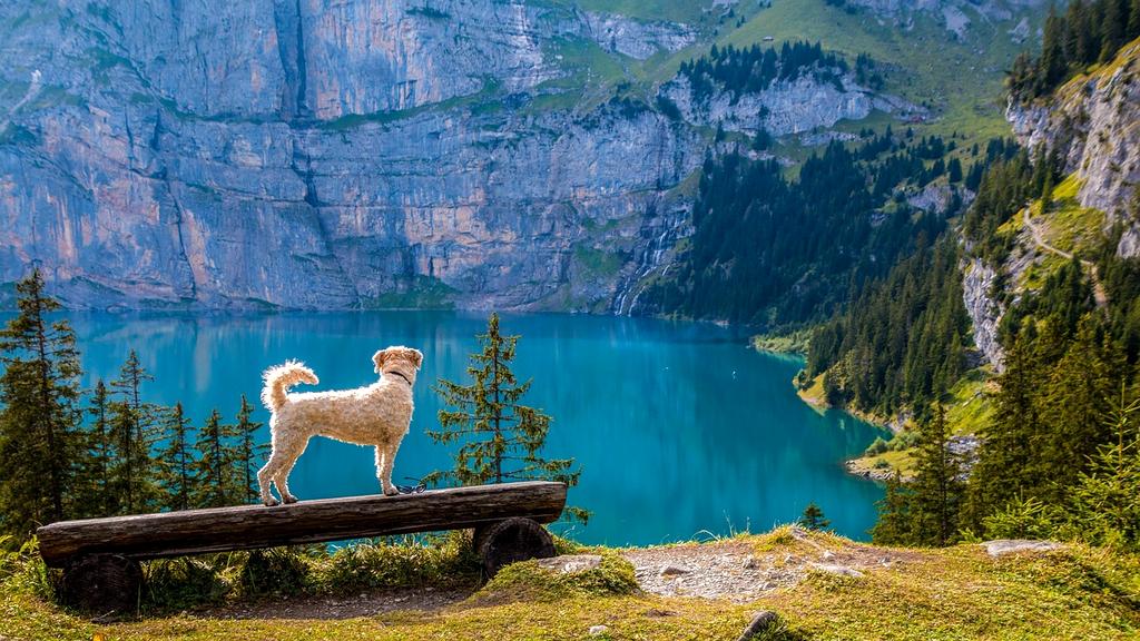 Trail around a calm mountain lake with pine trees