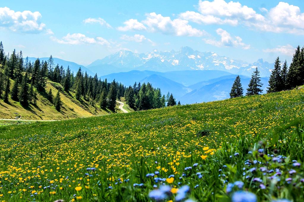 Trail winding through vibrant alpine meadow
