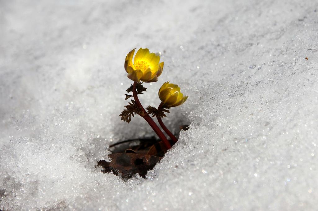 Lush green valley with wildflowers