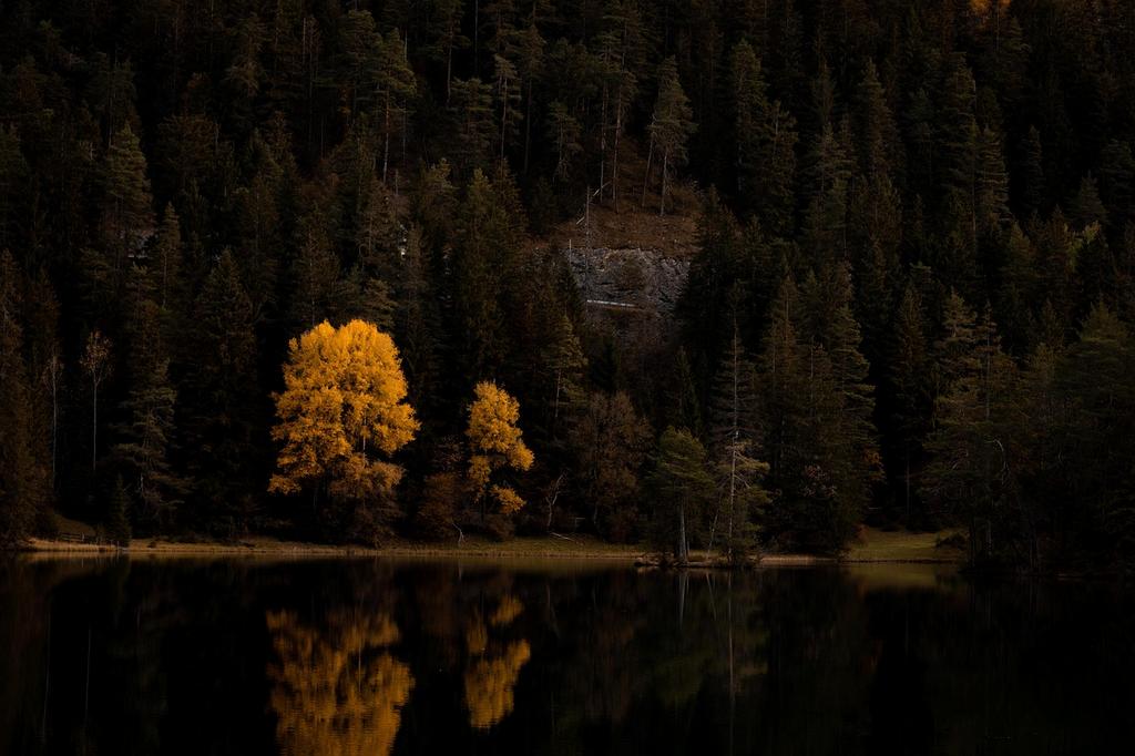 Serene lake surrounded by tall pine trees