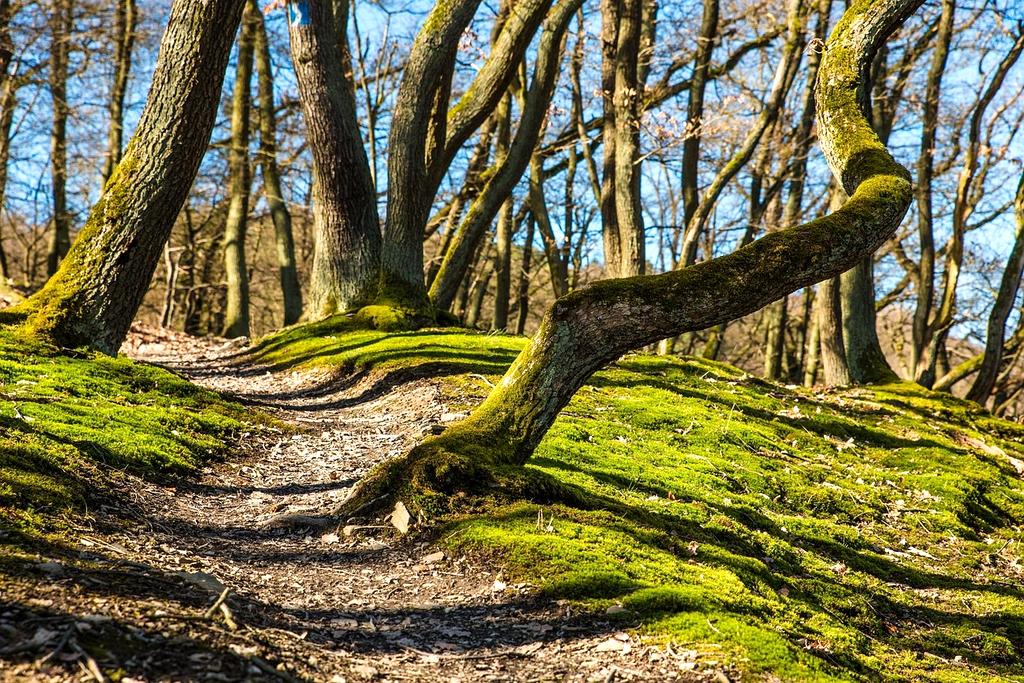 Sara Patel, Lead Travel Planner